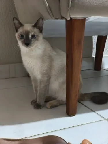 Gatinha para adoção 