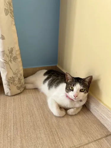 Doa-se Linda gatinha 