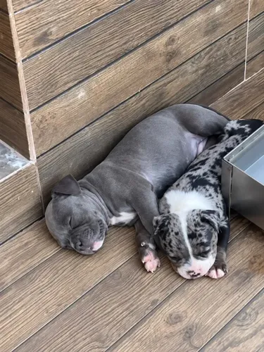 AMERICAN BULLY FILHOTES DE ALTO NIVEL