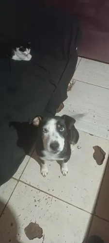 Doa-se cachorras dóceis 