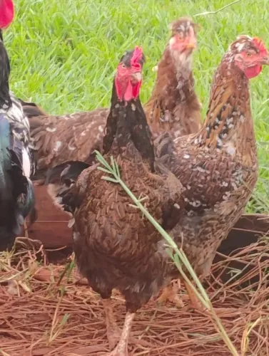 Galinhas gsb tradicional sertaneja balão
