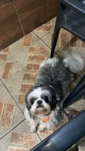 Cão desaparecido oferecemos mil reais de recompensa