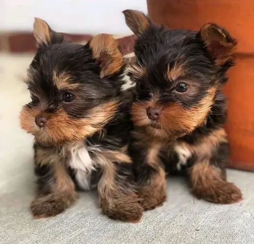 Filhotes De Yorkshire Terrier - Patinhas Prontas Para Novos Lares