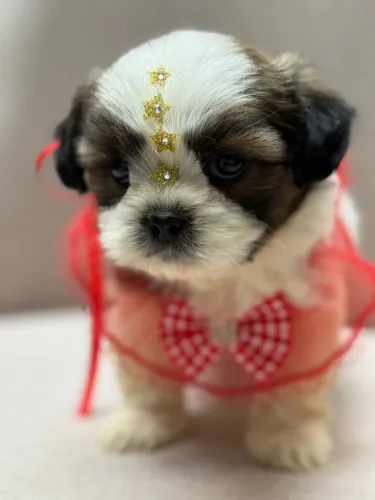Shitzu uma fofura