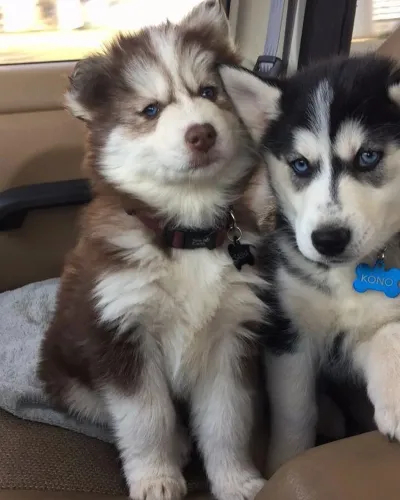 Husky siberiano Um novo integrante para trazer mais vida à sua casa