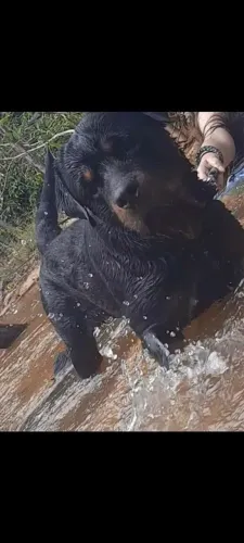 Rottweiler macho 1 ano valor 600 reais.