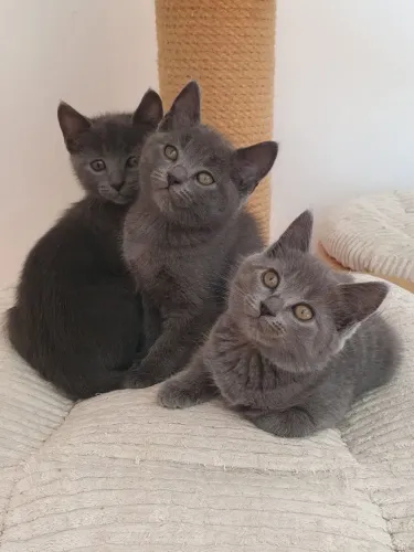 Chartreux envio todo brasil com pedigree