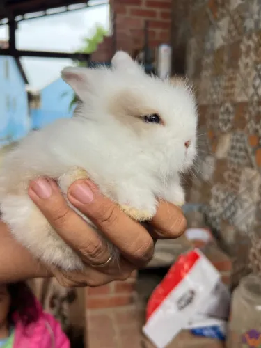 COELHINHOS TEDDY E MINI LION À VENDA! ?