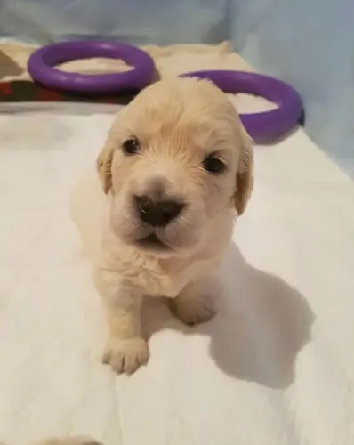 Filhotes de Golden Retriever | O encanto está aqui.