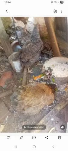 11.galinha de capoeira e 2 patas todas já pondo 550.reais