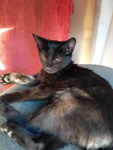 Gatinhos machos para adoção!