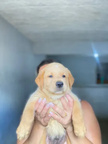 Vendo filhote de labrador