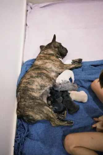 Filhote com pedigree Bulldog francês