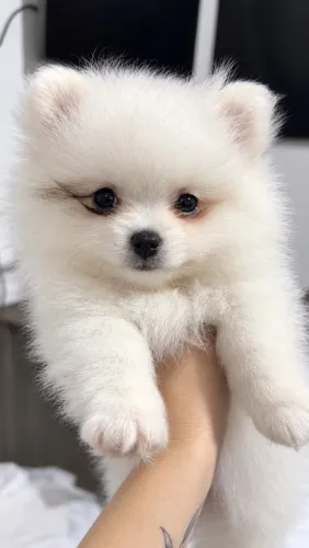 Filhotes Spitz alemao 