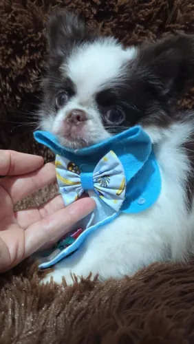 Chihuahua macho