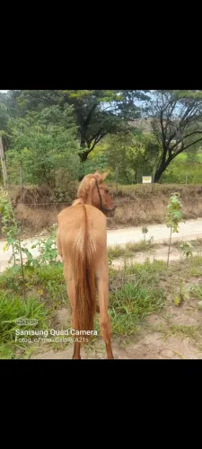 egua campolina macha picada