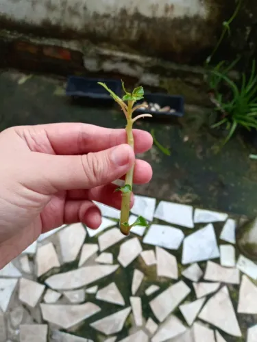 Galhos da planta beijo