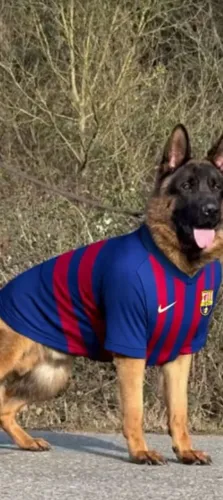 Adestramento e passeio de cães de pequeno, médio e grande porte.