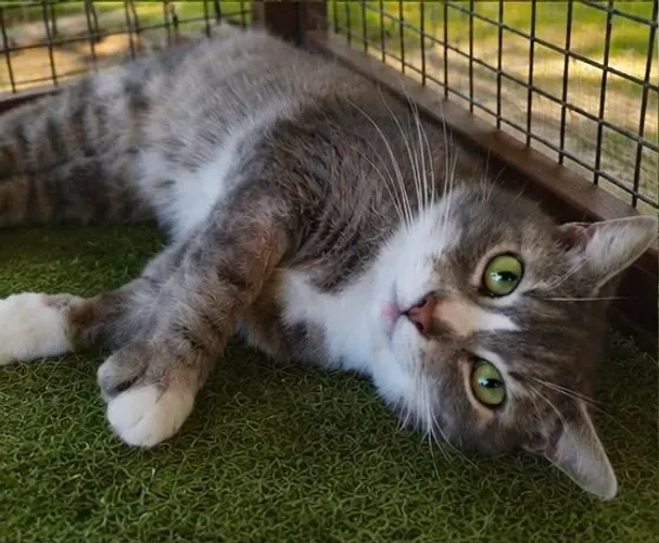 Adoção lindo carinhoso gato cinza castradinho