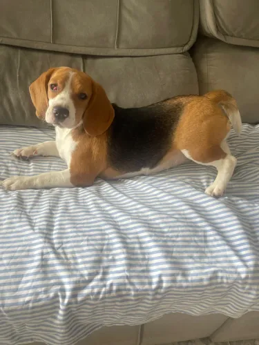 Vende-se beagle