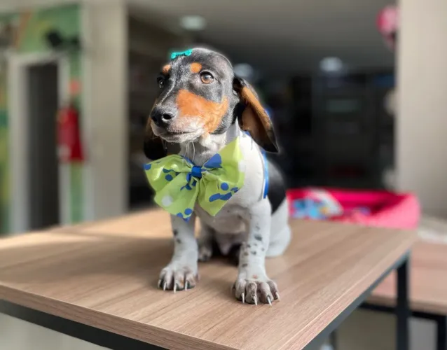 Dachshund salsicha 