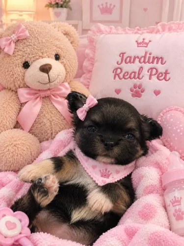 Chihuahua fêmea pêlo longo Dourada para Reserva.Linda!Entregamos vacinada 
