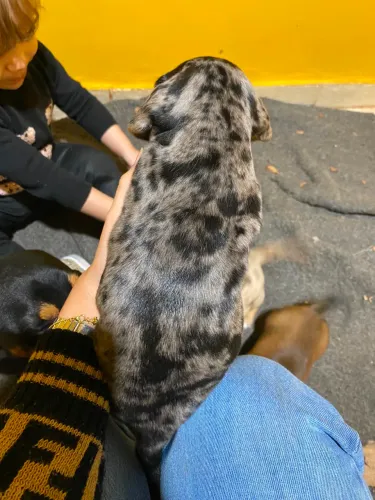 DACHSHUND / COFAP ALERQUIN