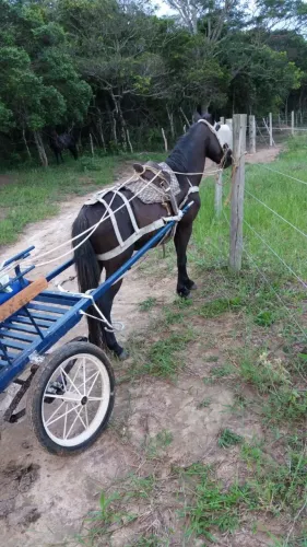 Piquira Manso e Domado - Pronto para Sela e Charrete