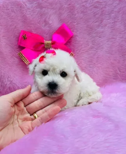 Negocie hoje seu lindo mascote : Poodle mini