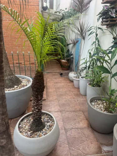 Palmeira Phoenix 1,50 m