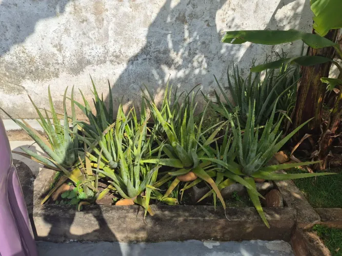Vendo babosas ja adultas