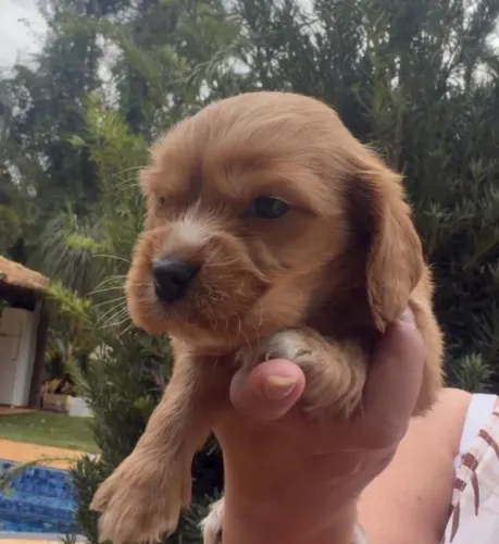Cocker spaniel perfeito para toda a familia