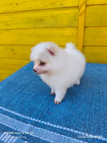 Lulu Pomerânia (10x sem juros)