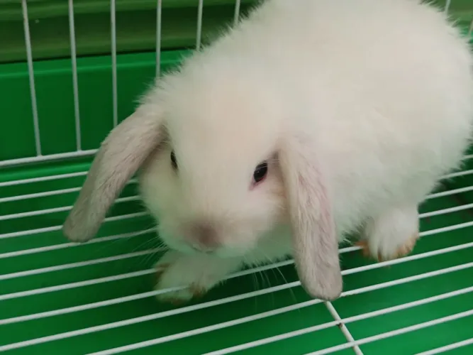 Mini lop fêmea 