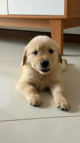 Vendo filhote de golden