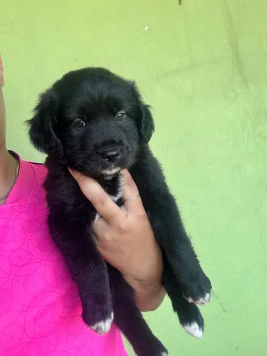 Animal para doação
