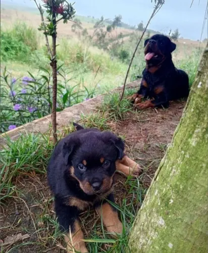 Rottweiler cabeça de touro fêmeas