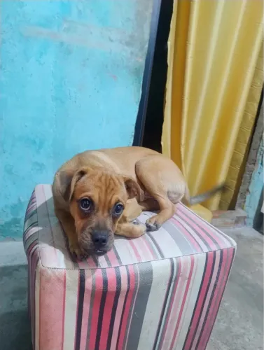 Adoção 