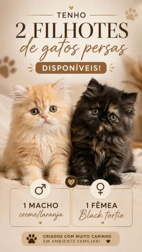Gato persa