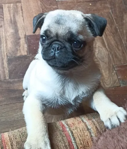 Filhote Pug fêmea, 70 dias 
