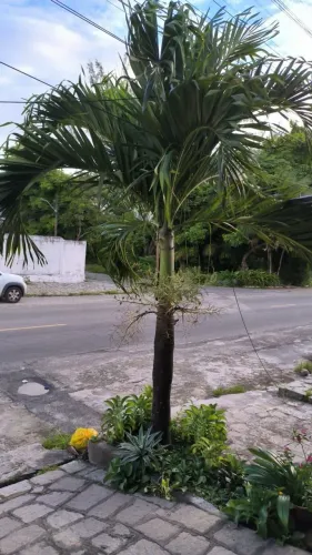 Palmeira 2,5m