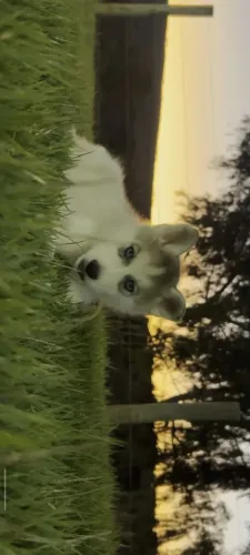 Vendo filhote de husky Siberiano puro