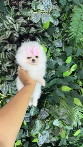MINU URSINHO (LULU DA POMERÂNIA)