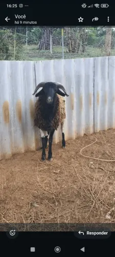 Vendo carneiro novo 800 reais 
