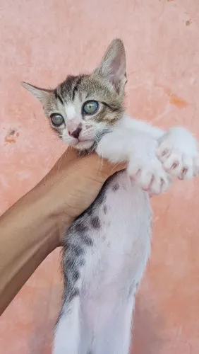 Doação de gatinhos 