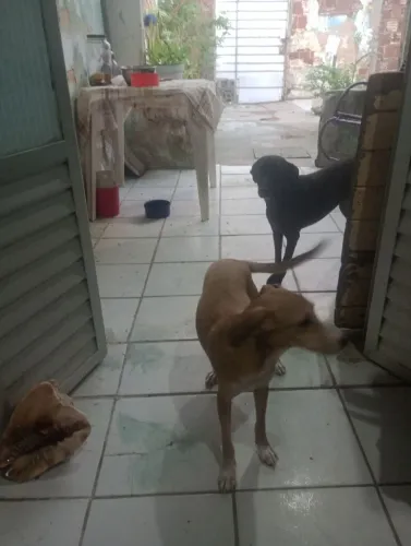 Doação de cachorras
