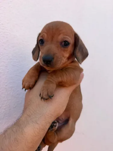 Filhotes Basset tekel fêmeas
