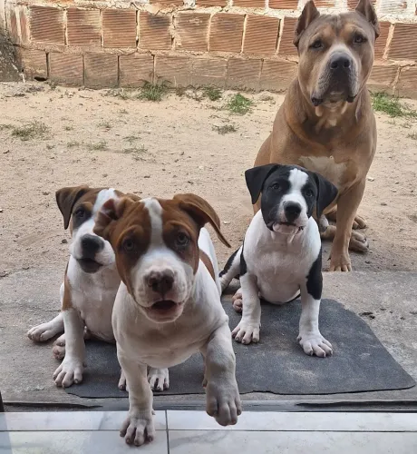 Filhotes de Pit Monster