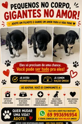 Adoção responsável 
