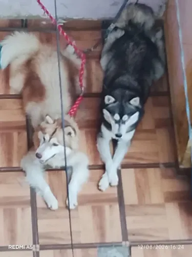 Vende se dois Hans siberiano macho